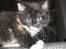 Huskat R.I.P Rotten - Her er jeg en lille killing
