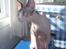 Sphynx Clara