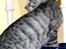 Blanding af racer Bob R.I.P. - - Hmm? »Foto: Mig