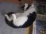 Huskat ALMA