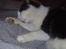 Huskat ALMA