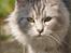 Maine Coon  Zain Marquis Silver Jade