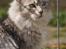 Maine Coon  Zain Marquis Silver Jade