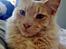 Maine Coon Ozzy