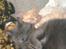 Maine Coon Ozzy
