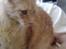 Maine Coon Ozzy
