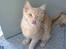 Maine Coon Ozzy - How are you doing ;)