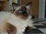 Hellig Birma Alexander - Smukke Alex.blue eyes