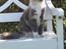 Maine Coon Spinner
