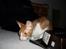 Cornish Rex lillemand/Nico Solgt