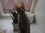 Cornish Rex lillemand/Nico Solgt