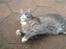 Blanding af racer Findus † R.I.P. †