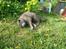 Blanding af racer Snoopy *RIP*