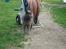 Blanding af racer Snoopy *RIP*