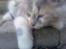Blanding af racer Pusle Pii