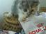 Blanding af racer Pusle Pii