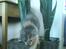 Blanding af racer Pusle Pii