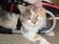 Blanding af racer Pusle Pii
