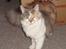 Blanding af racer Pusle Pii