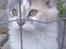 Blanding af racer Pusle Pii