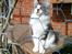 Maine Coon Oggy *R.I.P.* - Oktober 2009 -i hankatte voilieren..