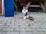 Maine Coon Oggy *R.I.P.* - Ude i havestuen