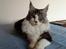 Maine Coon Oggy *R.I.P.*