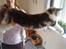 Maine Coon Oggy *R.I.P.*