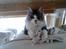 Maine Coon Oggy *R.I.P.*