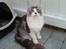 Maine Coon Oggy *R.I.P.* - Ude i "havestuen/kattegården"