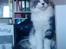 Maine Coon Oggy *R.I.P.* - Samme dag som vi hentede ham var vi lige forbi moster Inger og overnatte i Herlev :)