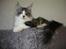Maine Coon Oggy *R.I.P.* - Hjemme hos Coon Danica