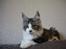 Maine Coon Oggy *R.I.P.* - Hjemme hos Coon Danica