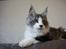Maine Coon Oggy *R.I.P.* - Hjemme hos Coon Danica