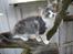 Maine Coon Oggy *R.I.P.* - Hjemme hos Coon Danica