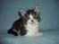 Maine Coon Oggy *R.I.P.* - 1 måned og 8 dage hjemme hos mor Lisbeth