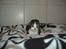 Maine Coon Oggy *R.I.P.* - 12 dage gammel hjemme hos mor Lisbeth