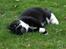 Huskat Lillemis  - I haven<3