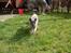Burmeser Blue Barriester »Victor«