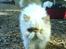 Colorpoint Puffe   (R.I.P)
