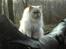 Colorpoint Puffe   (R.I.P)