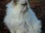 Colorpoint Puffe   (R.I.P)