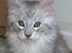 Maine Coon Earl Grey - Han har desværre fået HCM :-(