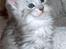 Maine Coon Earl Grey