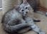 Maine Coon Earl Grey