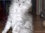 Maine Coon Earl Grey