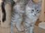 Maine Coon Earl Grey
