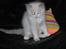 Ragdoll Chardolls Tyson (Oliver) 