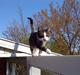 Huskat Frederik *R.I.P.*