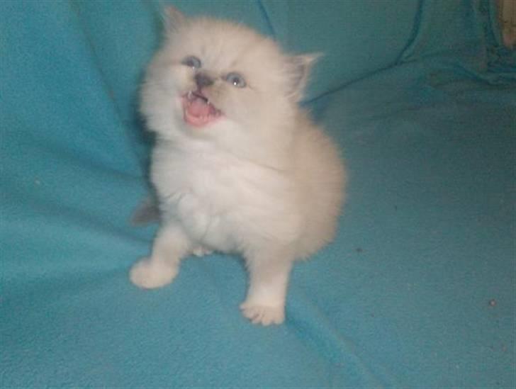 Colorpoint Fenja - 6 uger gammel billede 2